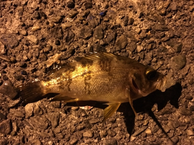 鳴門メバリング