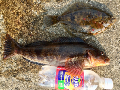 ポン級釣れました