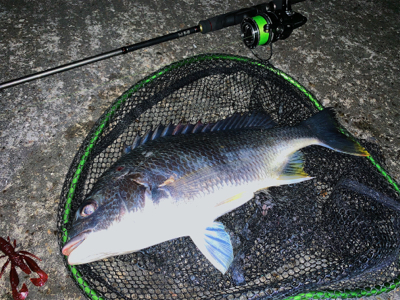 2019 初チニング釣行