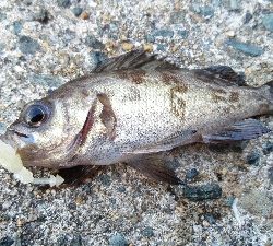 2019年3月15日釣行in箱崎ふ頭