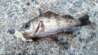 2019年3月15日釣行in箱崎ふ頭