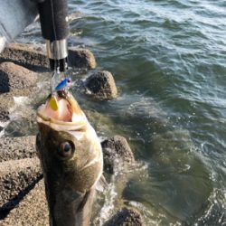 真昼間シーバス