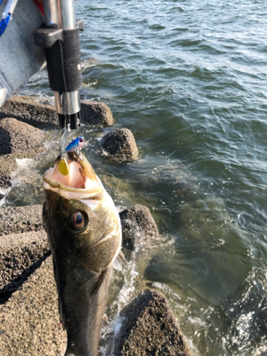 真昼間シーバス