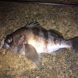 そろそろメバリング