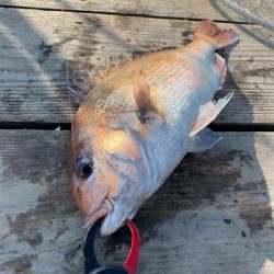 海釣りポート田尻にて
