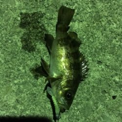 ランガンメバリング