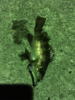 ランガンメバリング