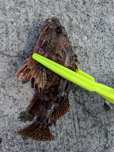 新港での餌釣り