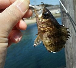 2018年3月16日釣行in唐泊漁港