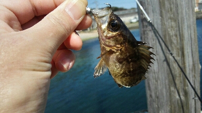 2018年3月16日釣行in唐泊漁港