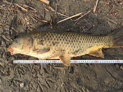 1時間だけパン鯉