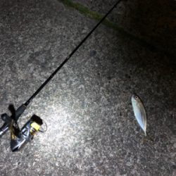 ナイトアジング