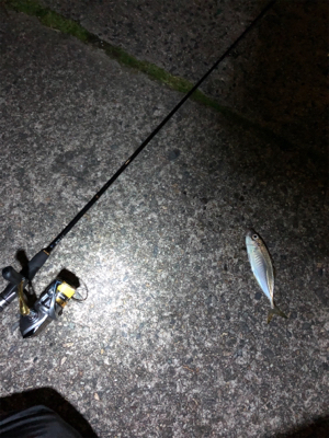 ナイトアジング