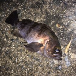 明石周辺メバリング