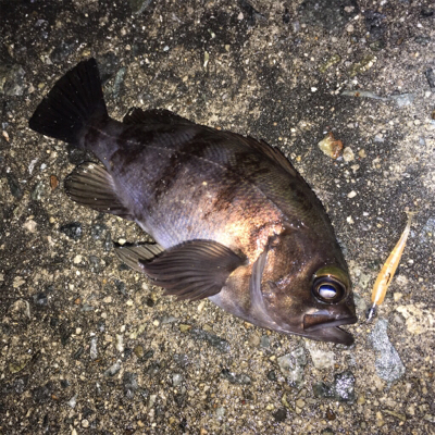 明石周辺メバリング