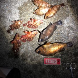 メバルとガシラ