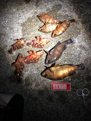 メバルとガシラ