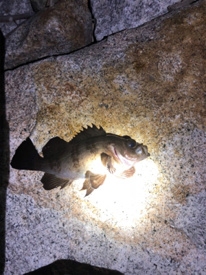 久々なメバリング