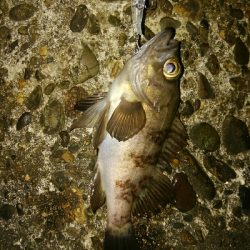 プラッキングゲーム