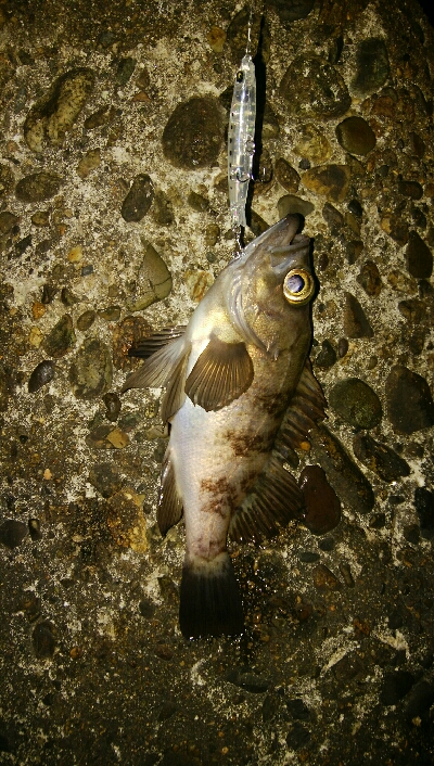 プラッキングゲーム