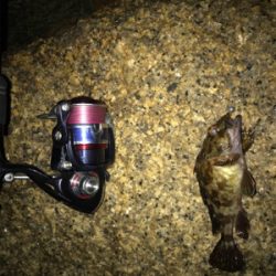 癒しのガシリング(^^)