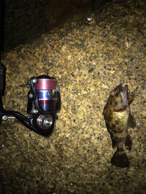 癒しのガシリング(^^)