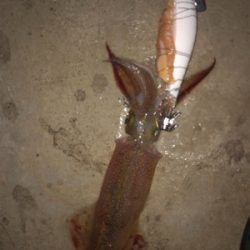 ヤリイカ最終戦