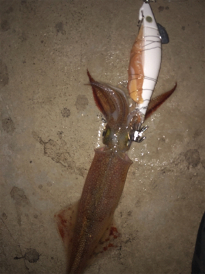 ヤリイカ最終戦