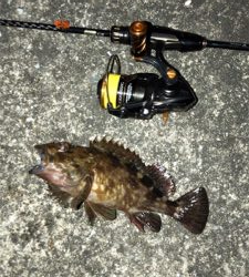 良型が入れ食い!!