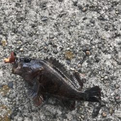 岩屋ライトゲーム