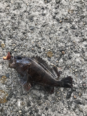 岩屋ライトゲーム