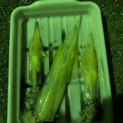 ヤリイカまだ釣れてます！