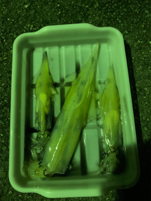 ヤリイカまだ釣れてます！