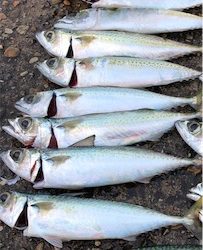 サバサバサバサバゲー