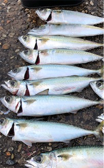 サバサバサバサバゲー