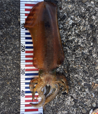 初めてのキロアップ