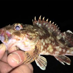 癒しのロックフィッシュ