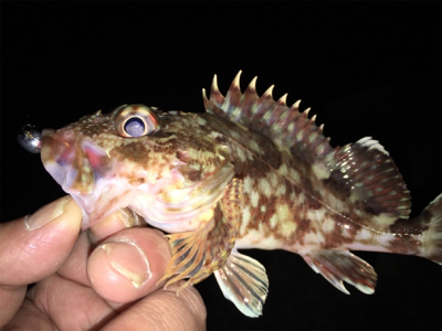 癒しのロックフィッシュ