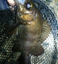 ナイトメバリング