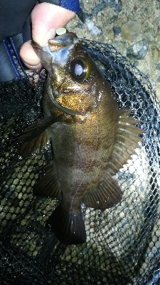 ナイトメバリング