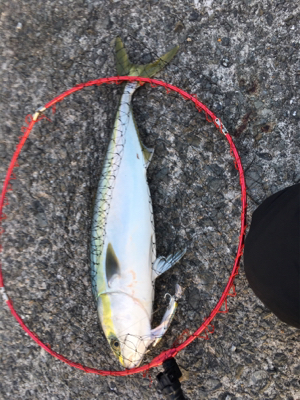 鰯が帰って来る前に