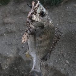 真冬の夕方ちょこっとチニング