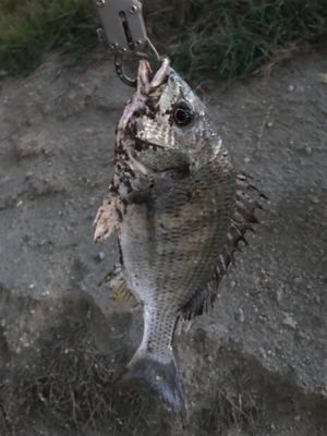 真冬の夕方ちょこっとチニング