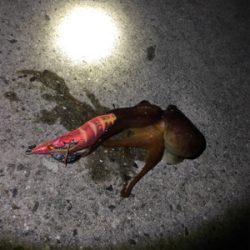 南紀エギング遠征撃沈