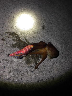 南紀エギング遠征撃沈