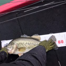 アラバマパターン！