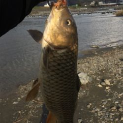 今日も今日とてパン鯉