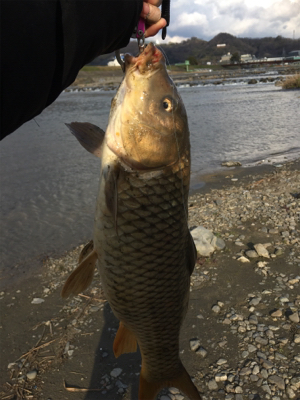 今日も今日とてパン鯉