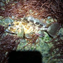 この子たちは裏切りません！