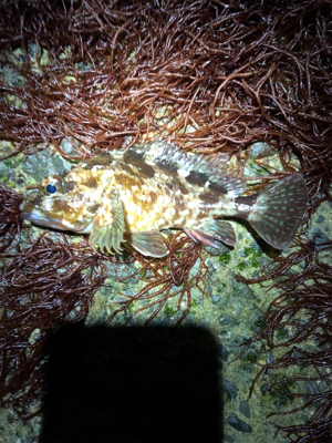 この子たちは裏切りません！